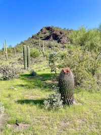 saguaro cactus in the desert