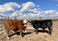 two brown and black cows standing in a pen