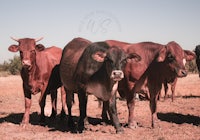 a group of cows standing in a field